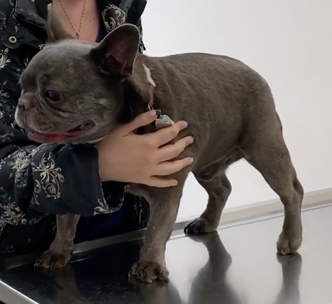 Vétérinaire Nyon, Veterinaire Nyon, Nyon Veterinaire, Nyon Vétérinaire, cabinet vétérinaire Nyon, cabinet veterinaire Nyon, clinique vétérinaire Nyon, vétérinaire de Garde Nyon,veterinaire de Garde Nyon, Cabinet Vétérinaire International