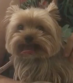 Vétérinaire Nyon, Veterinaire Nyon, Nyon Veterinaire, Nyon Vétérinaire, cabinet vétérinaire Nyon, cabinet veterinaire Nyon, clinique vétérinaire Nyon, vétérinaire de Garde Nyon,veterinaire de Garde Nyon, Cabinet Vétérinaire International