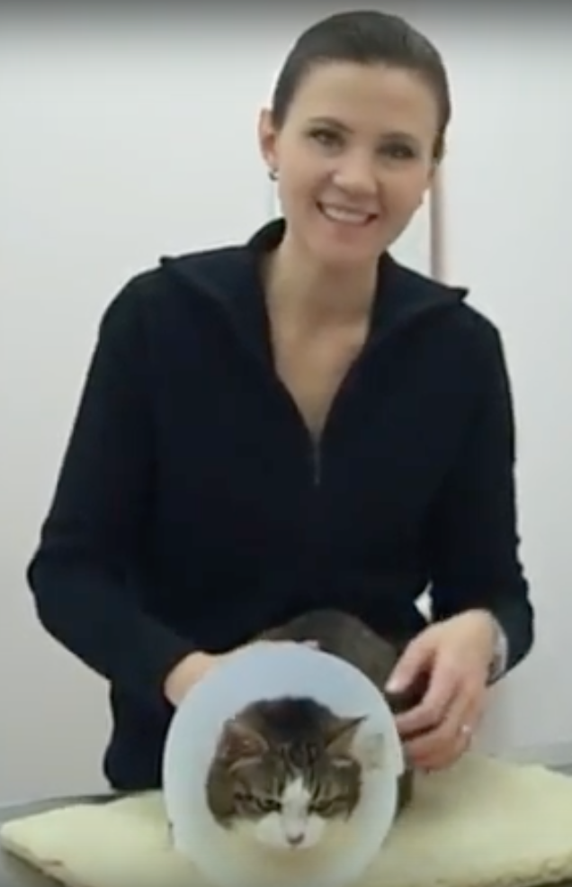 Vétérinaire Nyon, Veterinaire Nyon, Nyon Veterinaire, Nyon Vétérinaire, cabinet vétérinaire Nyon, cabinet veterinaire Nyon, clinique vétérinaire Nyon, vétérinaire de Garde Nyon,veterinaire de Garde Nyon, Cabinet Vétérinaire International