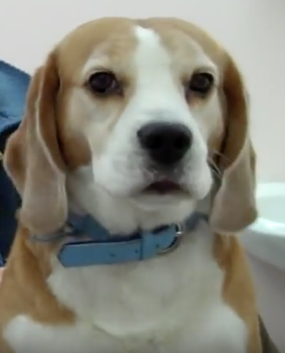 Vétérinaire Nyon, Veterinaire Nyon, Nyon Veterinaire, Nyon Vétérinaire, cabinet vétérinaire Nyon, cabinet veterinaire Nyon, clinique vétérinaire Nyon, vétérinaire de Garde Nyon,veterinaire de Garde Nyon, Cabinet Vétérinaire International