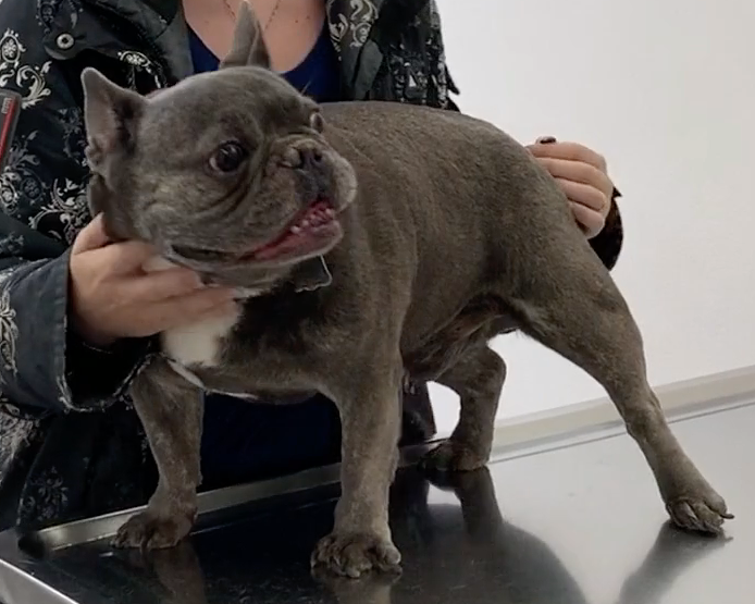 Vétérinaire Nyon, Veterinaire Nyon, Nyon Veterinaire, Nyon Vétérinaire, cabinet vétérinaire Nyon, cabinet veterinaire Nyon, clinique vétérinaire Nyon, vétérinaire de Garde Nyon,veterinaire de Garde Nyon, Cabinet Vétérinaire International