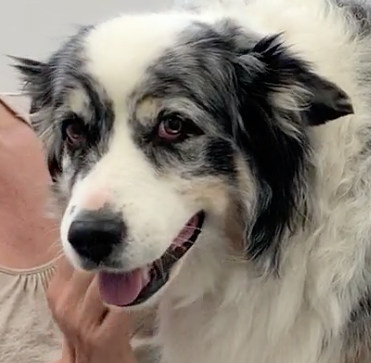 Vétérinaire Nyon, Veterinaire Nyon, Nyon Veterinaire, Nyon Vétérinaire, cabinet vétérinaire Nyon, cabinet veterinaire Nyon, clinique vétérinaire Nyon, vétérinaire de Garde Nyon,veterinaire de Garde Nyon, Cabinet Vétérinaire International