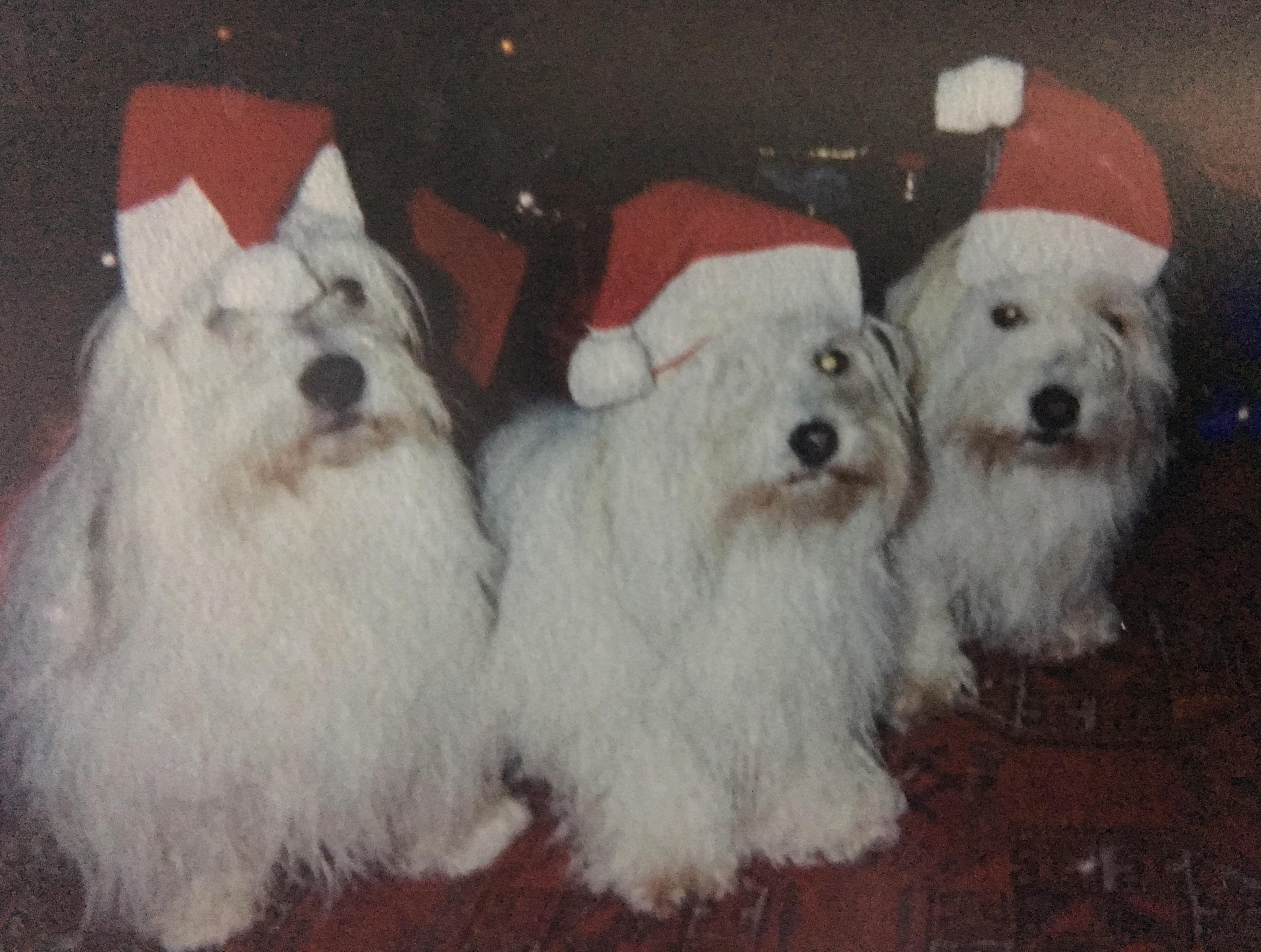 Vétérinaire Nyon, Veterinaire Nyon, Nyon Veterinaire, Nyon Vétérinaire, cabinet vétérinaire Nyon, cabinet veterinaire Nyon, clinique vétérinaire Nyon, vétérinaire de Garde Nyon,veterinaire de Garde Nyon, Cabinet Vétérinaire International