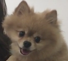 Vétérinaire Nyon, Veterinaire Nyon, Nyon Veterinaire, Nyon Vétérinaire, cabinet vétérinaire Nyon, cabinet veterinaire Nyon, clinique vétérinaire Nyon, vétérinaire de Garde Nyon,veterinaire de Garde Nyon, Cabinet Vétérinaire International